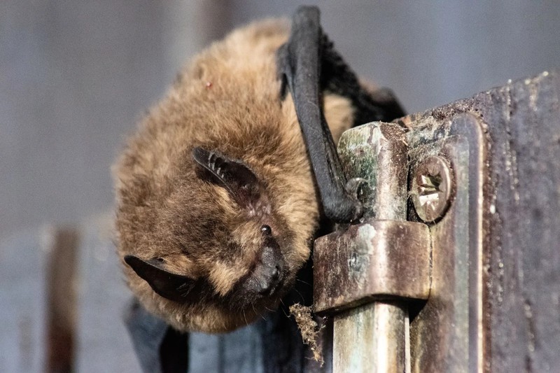 A hammer-headed fruit bat with a distinctive box-shaped snout flying over the Congo River at dusk