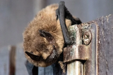 A hammer-headed fruit bat with a distinctive box-shaped snout flying over the Congo River at dusk
