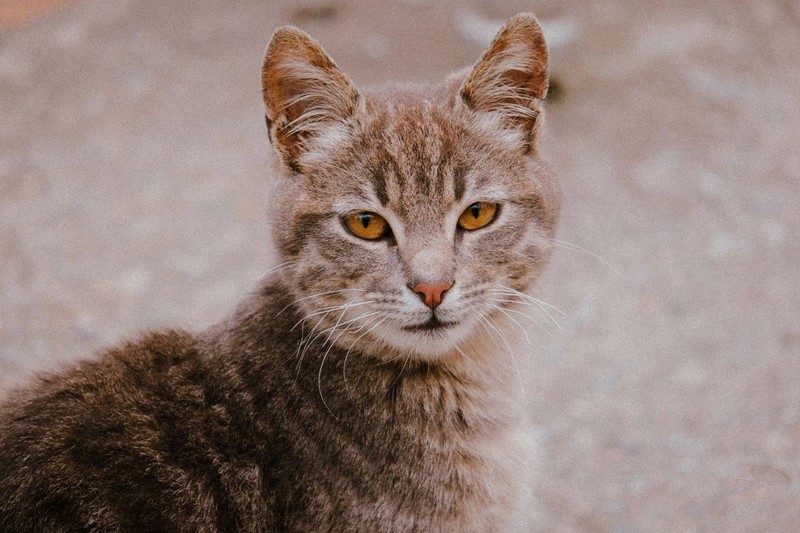 A diminutive wild cat native to the humid cloud forests of the Bolivian Andes.